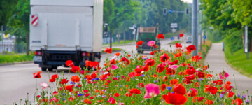 Zwei Lkw fahren auf einer mehrspurigen Straße, in einer Stadt. Im Vordergrund blühen bunte Blumen, in der Straßenmitte und am Rand vermittelt Baumbewuchs den Eindruck von viel Straßenbegleitgrün
