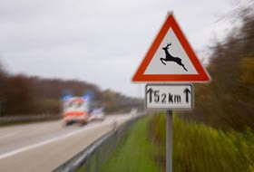 Mehr Sicherheit: Wildwechsel-Radar Mehr Sicherheit: Wildwechsel-Radar Bild