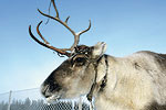 Frostige Eil-Fracht Frostige Eil-Fracht Bild