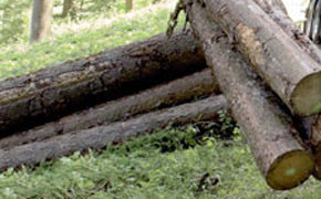 Holztransporteur gibt auf Holztransporteur gibt auf