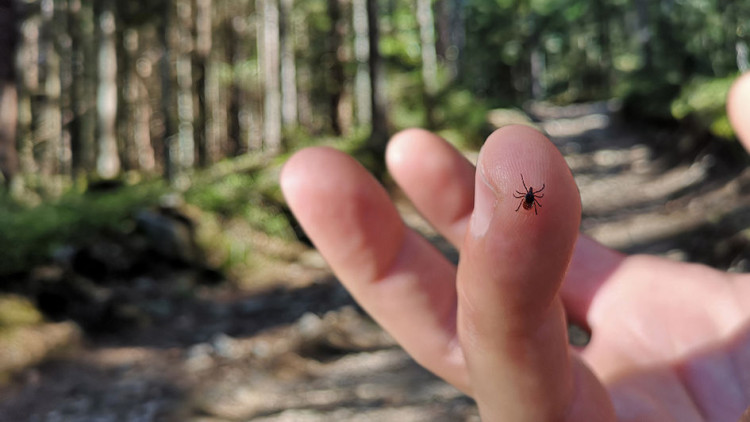 FSME: Jetzt schon an den Sommer denken